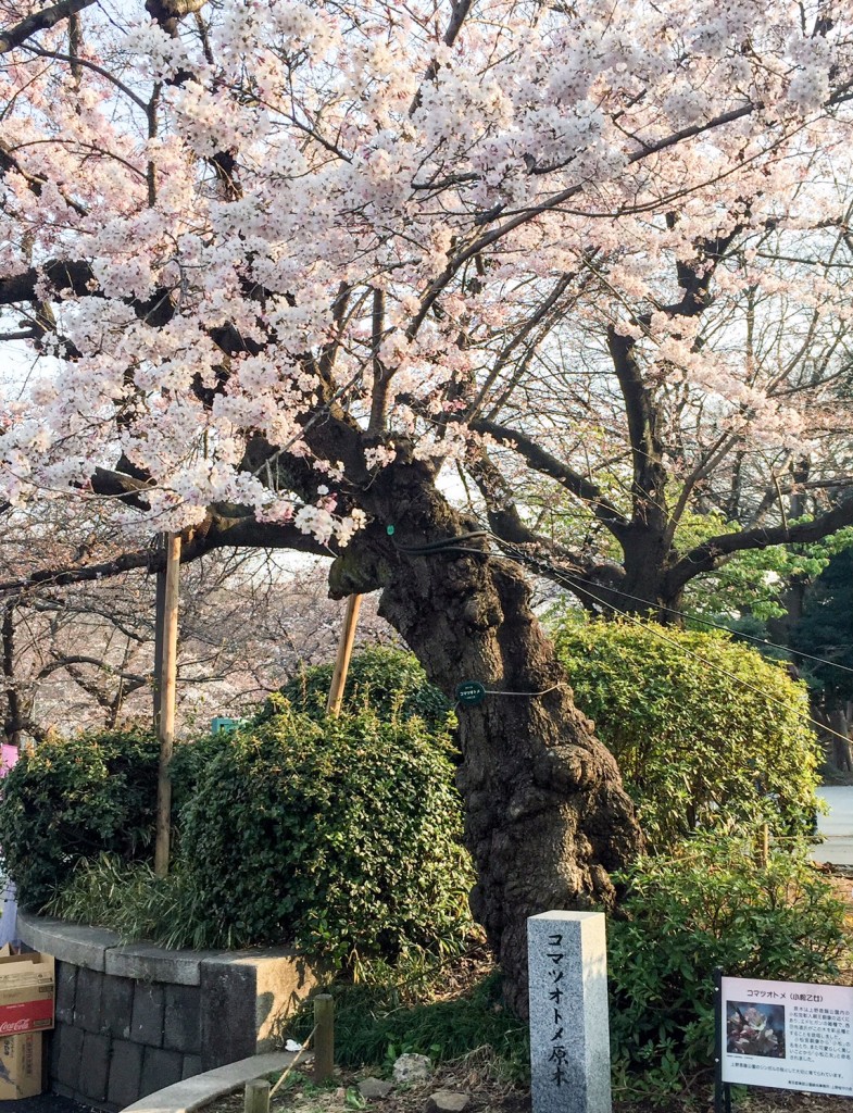 tennousakura